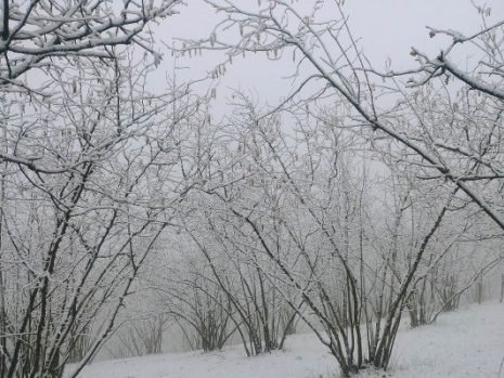 Samsun'da kar yağışı etkili oldu
