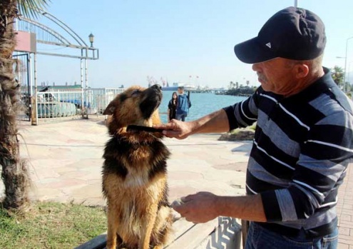 Samsun'da Dalgıç Köpek 'Dost'