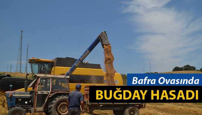 Bafra'da buğday hasadı başladı