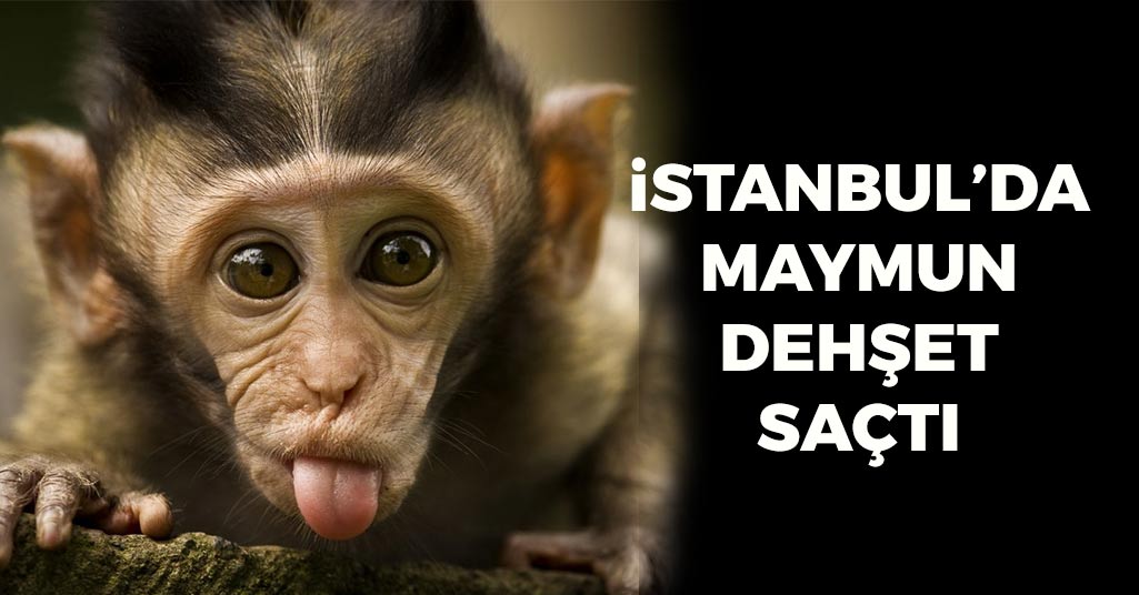 İstanbul'da Maymun Dehşet Saçtı