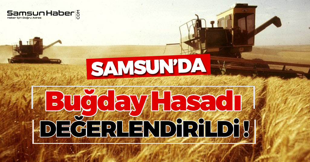 Samsun'da Buğday Hasadı Değerlendirildi !