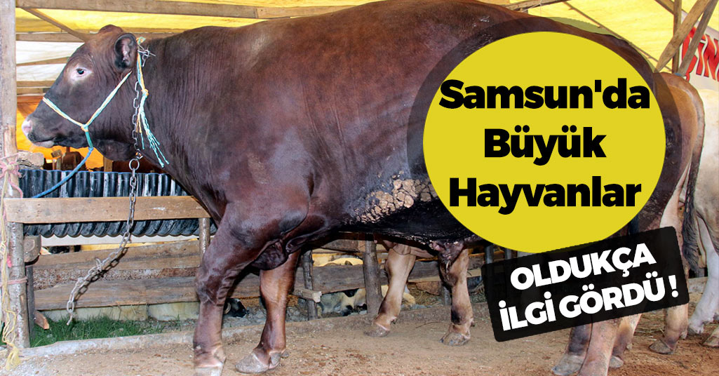 Samsun'da Büyük Hayvanlar Vatandaşlar Tarafından İlgi Gördü