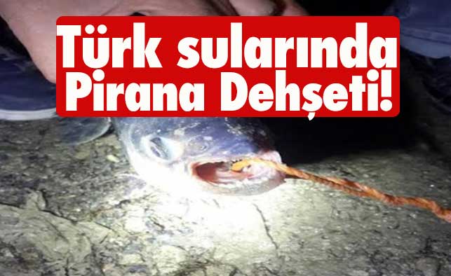 Türk sularında 'Pirana' dehşeti