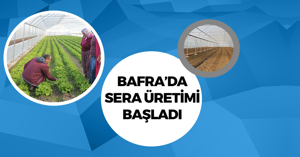 Bafra'da Sera Üretimi Başlıyor