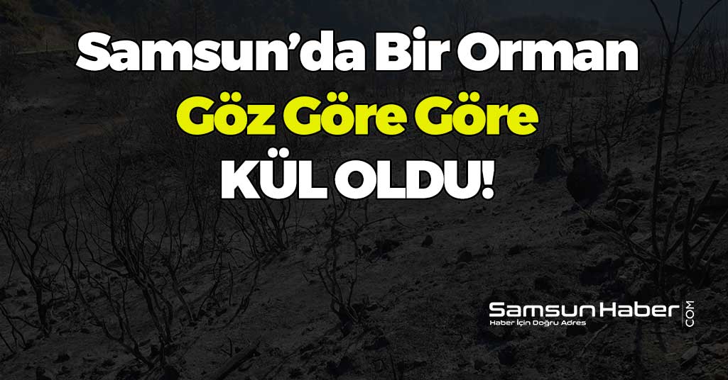 Samsun'da Bir Orman Kül Oldu!
