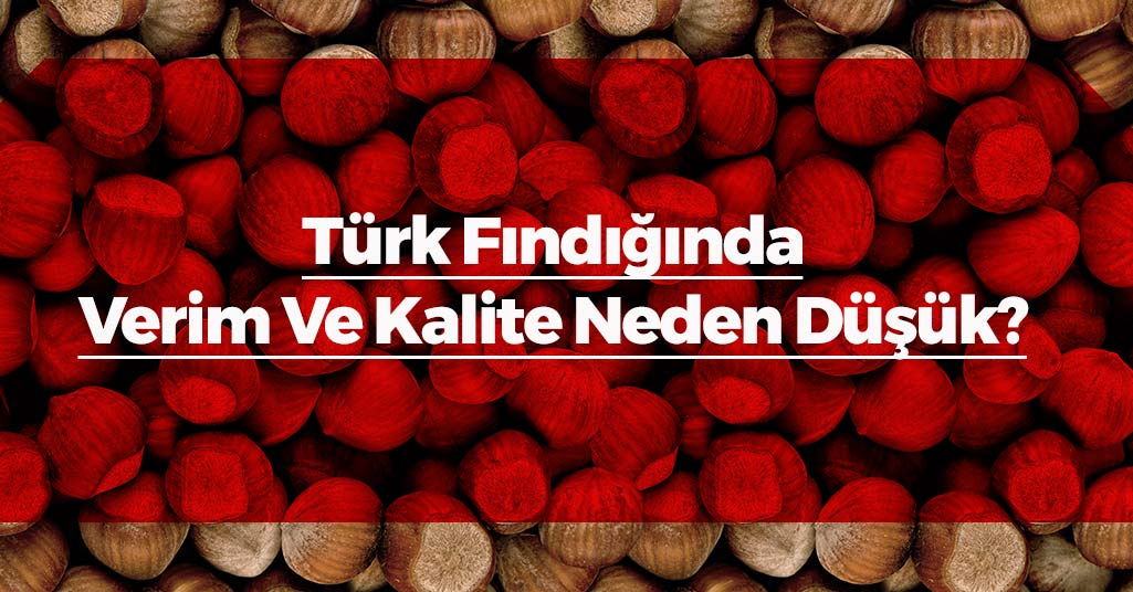 Türk Fındığında Verim Ve Kalite Neden Düşük?