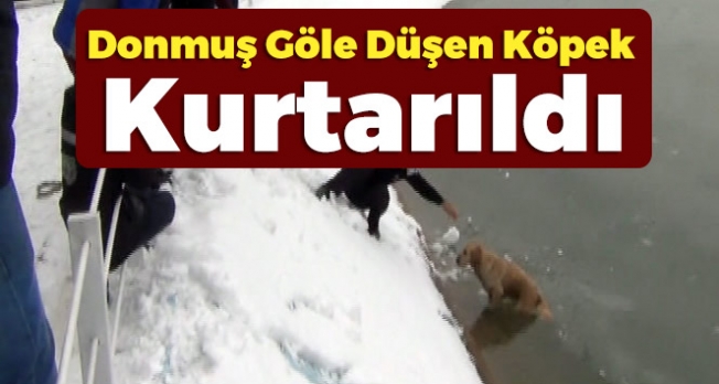 Buz tutan Gölete Düşen Köpek İçin Seferber Oldular
