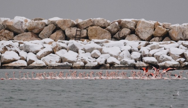 Kar ve soğuktan etkilenen yüzlerce flamingo barınağa sığındı...