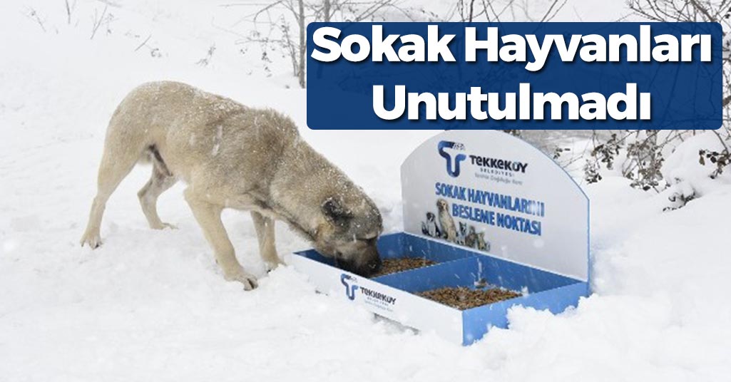 Samsun'da Açlık Çeken Sokak Hayvanları Unutulmadı