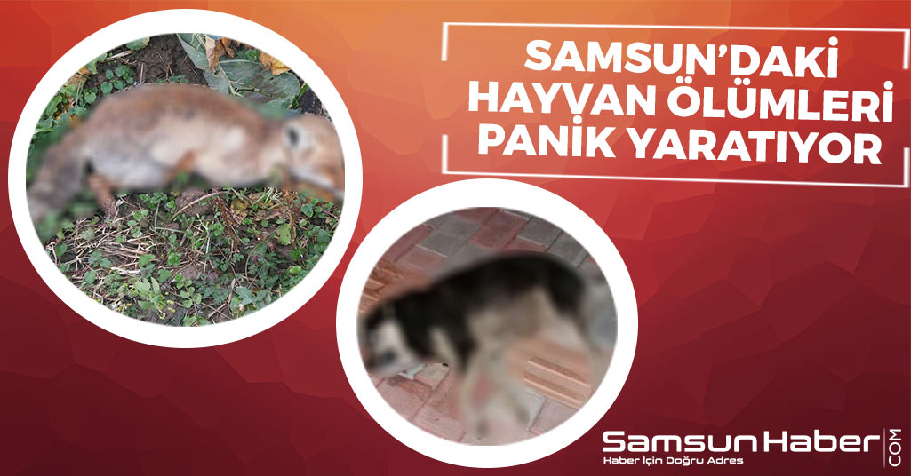 Samsun'daki Hayvan Ölümleri Panik Yaratıyor