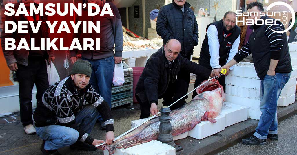 Samsun'da Dev Yayın Balıkları