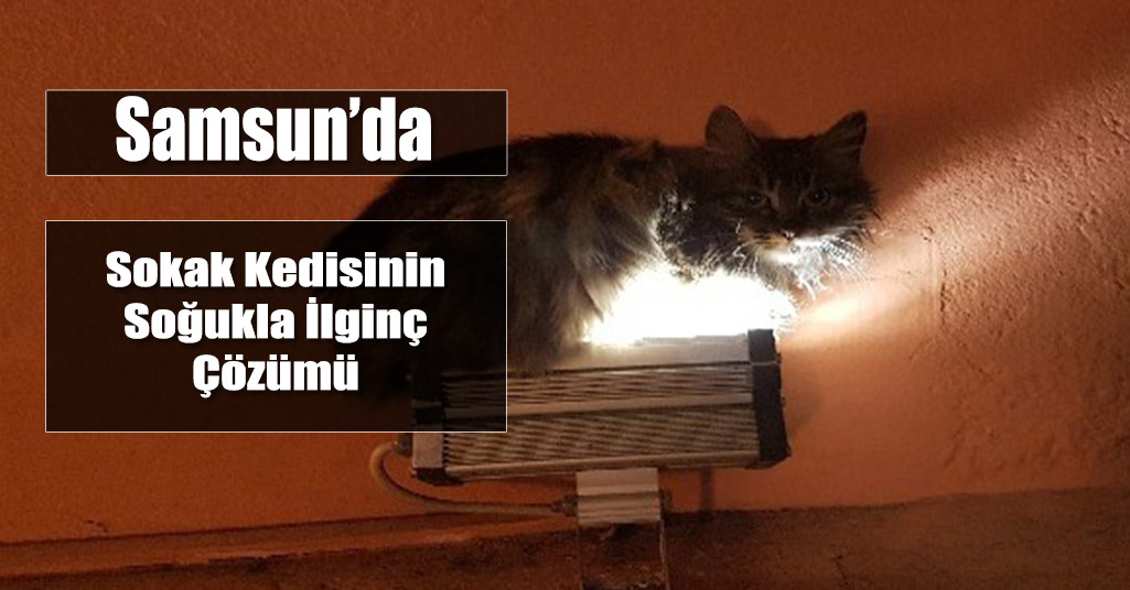 Samsun'da Kedinin Soğuğa Dikkat Çeken Çözümü