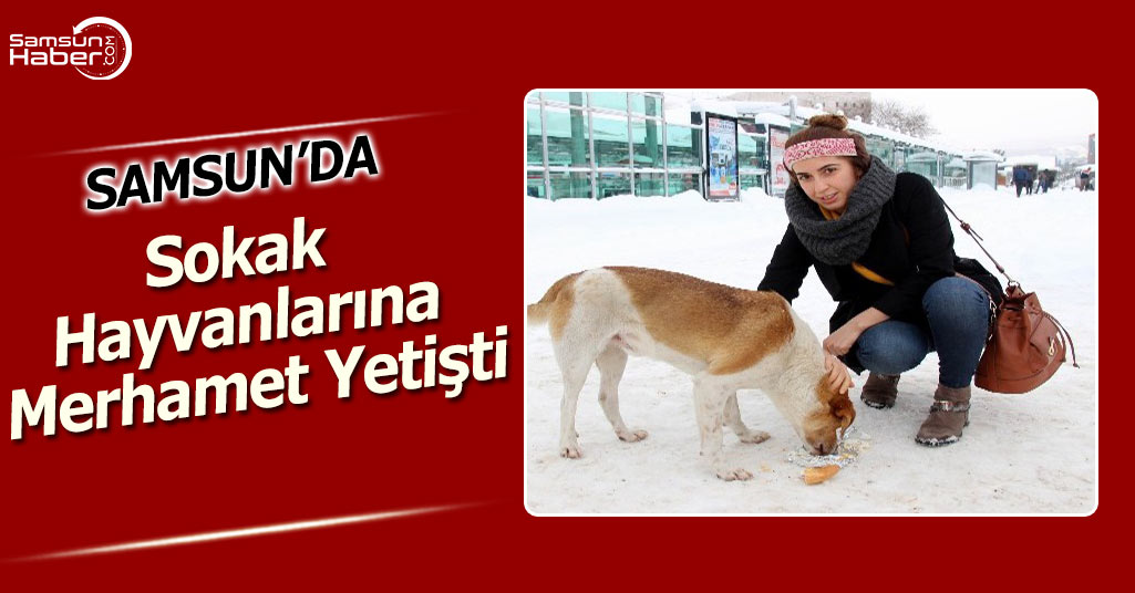Samsun'da Sokak Hayvanlarına Merhamet Yetişti