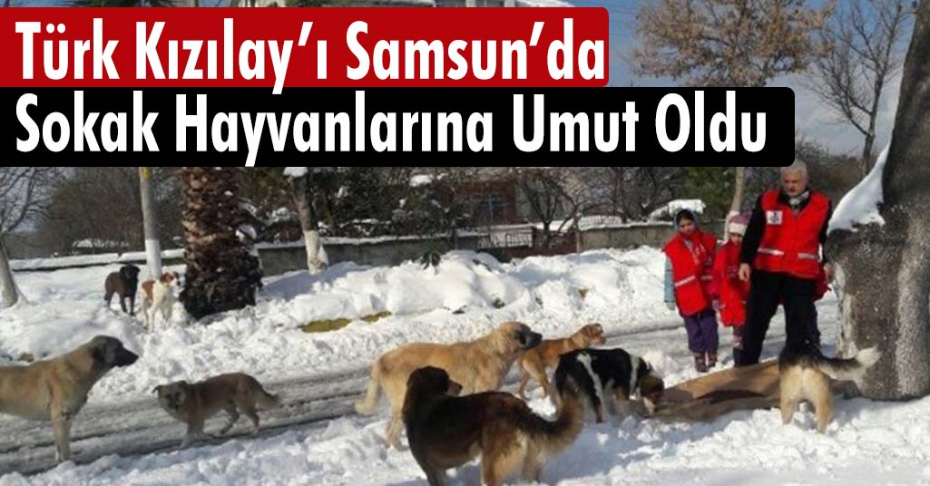 Samsun'da Sokak Hayvanlarına Yardım
