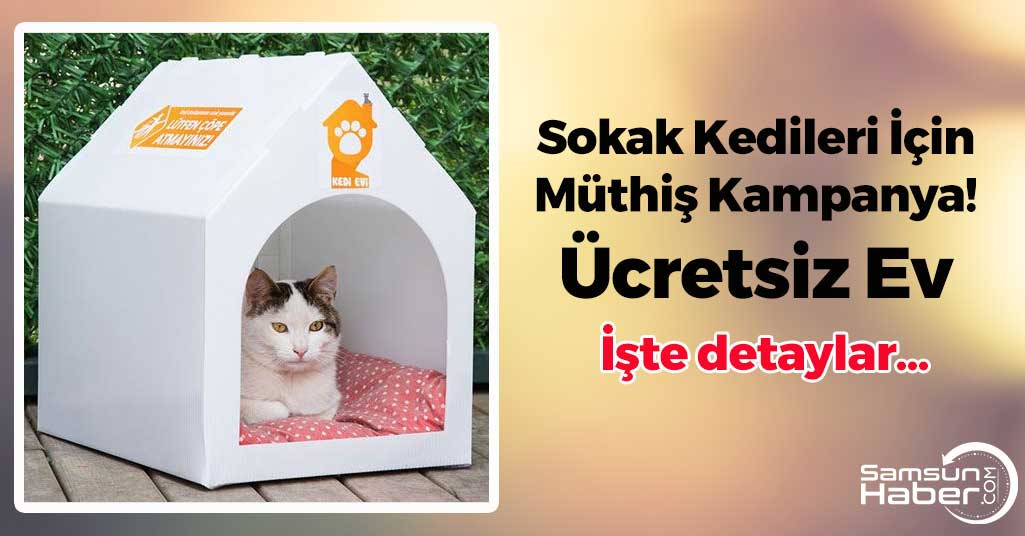 Sokak Kedileri İçin Müthiş Kampanya! Ücretsiz Ev