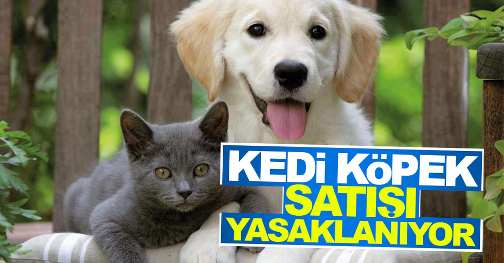 Kedi ve köpekler pet shoplarda satılamayacak
