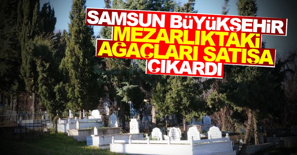 Samsun Büyükşehir Belediyesi mezarlıktaki ağaçları satışa çıkardı