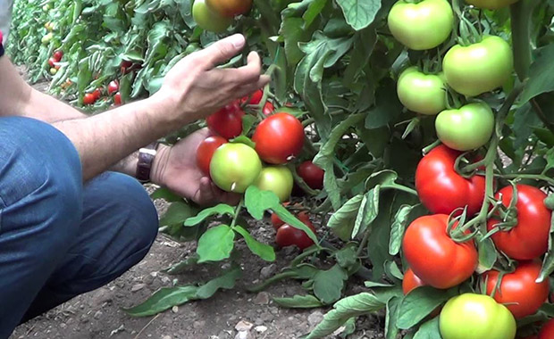 Rusya domates üretimini artıracak
