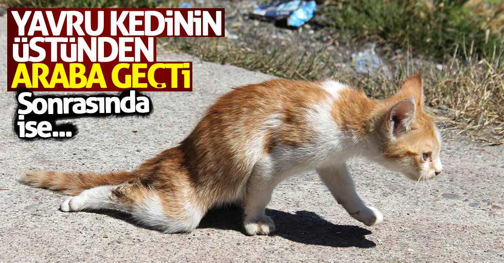 Samsun'da kediyi araba ezdi: Balıkçılar kurtardı