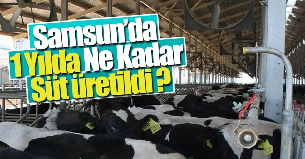 Samsun'da rekor sayıda süt üretimi