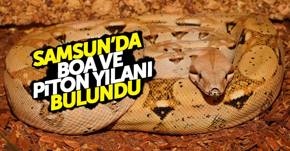 Samsun'da evde piton ve boa yılanı bulundu