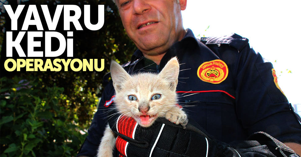 Samsun'da yavru kedi operasyonu
