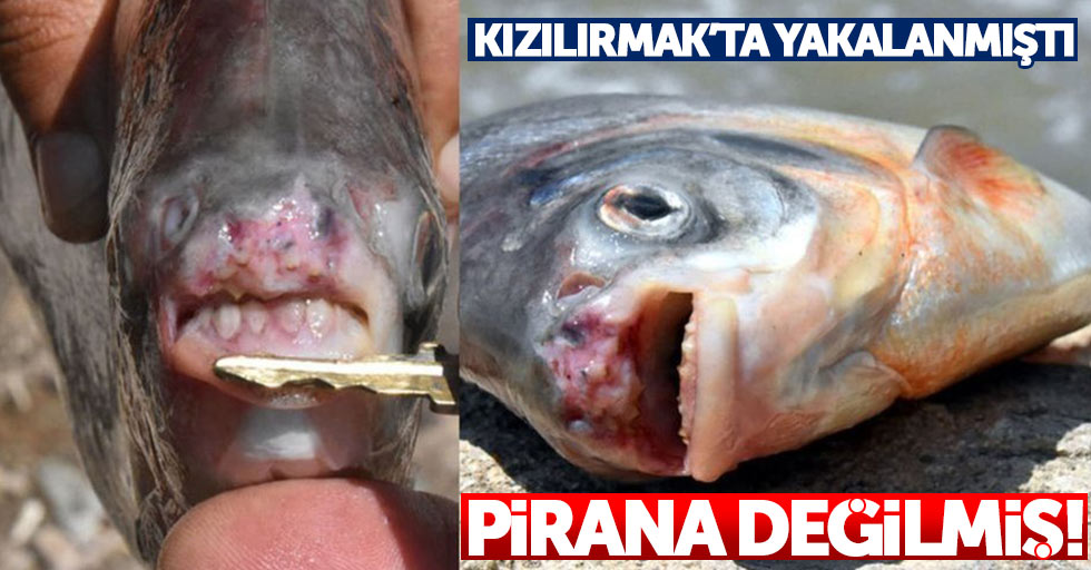 Kızılırmak'ta bulunan balık Pirana değil: Sırrı ortaya çıktı
