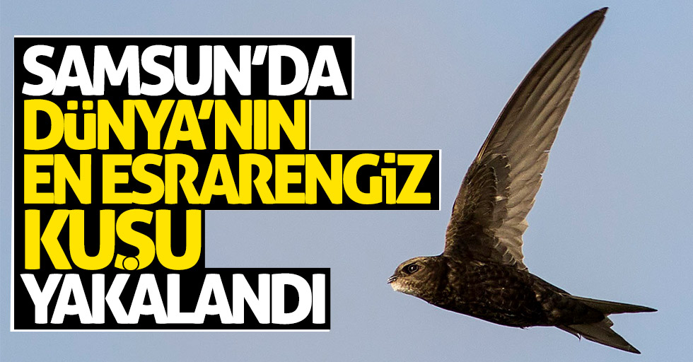Samsun'da dünyanın en esrarengiz kuşu yakalandı