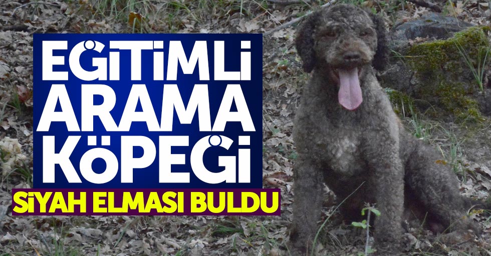 Samsun’daki arama köpeği siyah elmas buldu