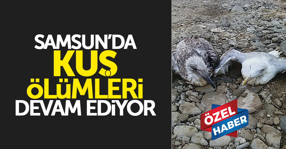 Samsun’daki kuş ölümleri devam ediyor