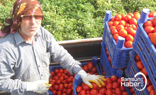 Salçalık domates fiyatı 45 kuruş