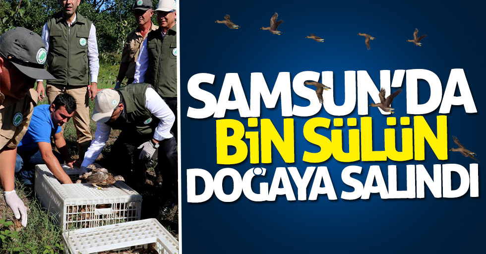Samsun'da bin sülün doğaya salındı
