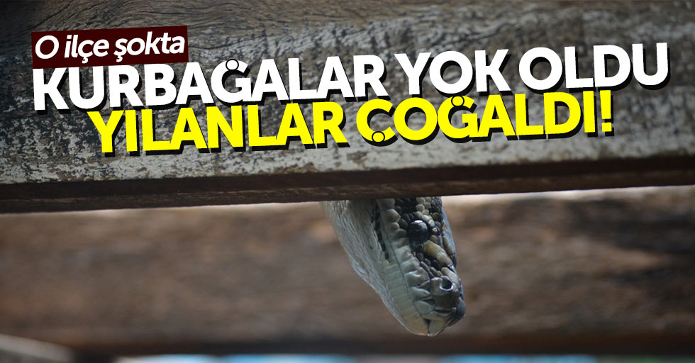 Samsun'da şok eden olay: İlçeyi yılanlar bastı