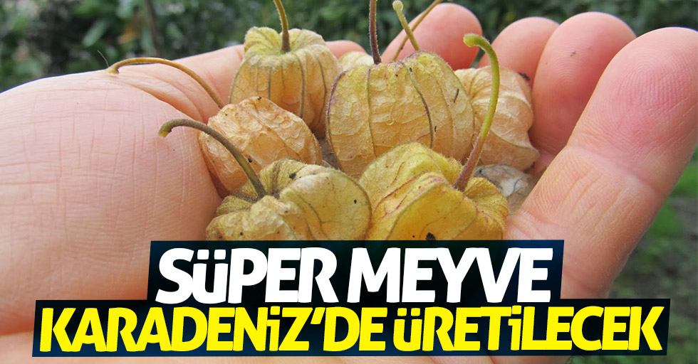 Süper meyve artık Karadeniz'de üretilecek