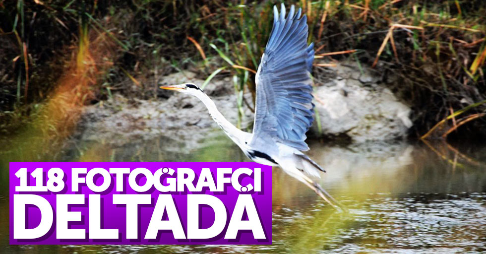 118 profesyonel fotoğrafı Samsun Kuş Cenneti’nde