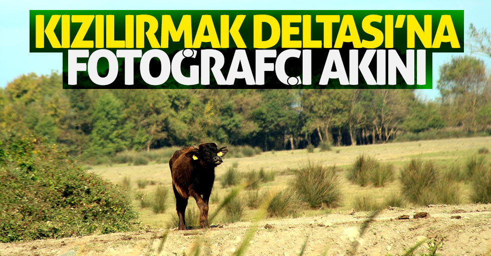 Fotoğrafçılar Kızılırmak Deltası'na akın etti