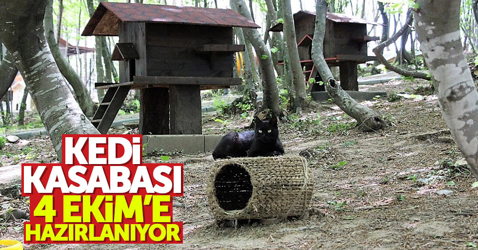 Samsun'da hayvanseverler Kedi Kasabası'nda buluşacak