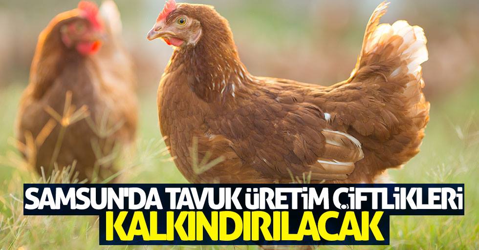 Samsun'da tavuk üretim tesisleri kalkındırılacak