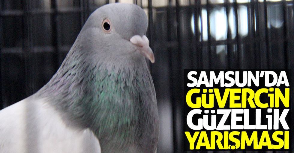 Samsun'da güvercin güzellik yarışması