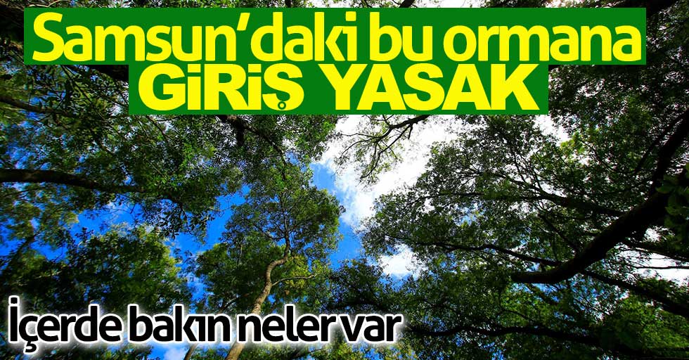 Samsun'daki bu ormana giriş yasak!