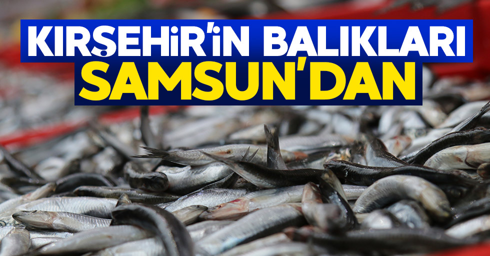 Kırşehir'in balıkları Samsun'dan
