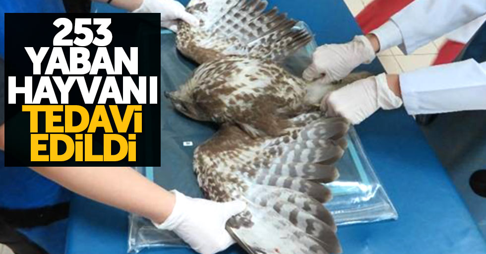Samsun'da 1 yılda 253 yaban hayvanı tedavi edildi