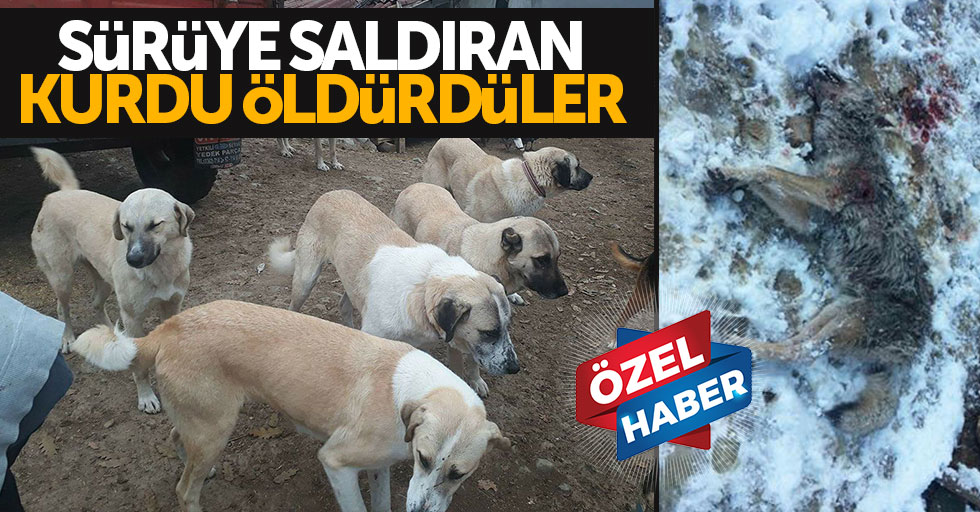 Samsun'da kangal köpekleri, yabani kurdu öldürdü
