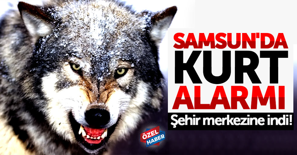 Samsun'da Kurt alarmı: Şehir merkezine indi
