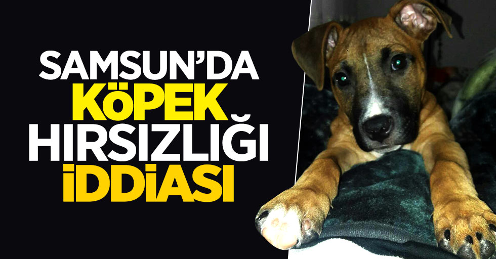 Samsun'da köpek hırsızlığı iddiası
