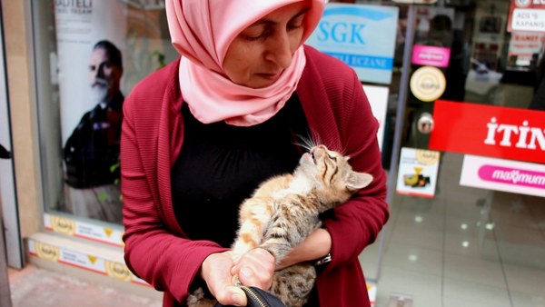 Samsun'da reklam panosuna sıkışan kedi böyle kurtarıldı