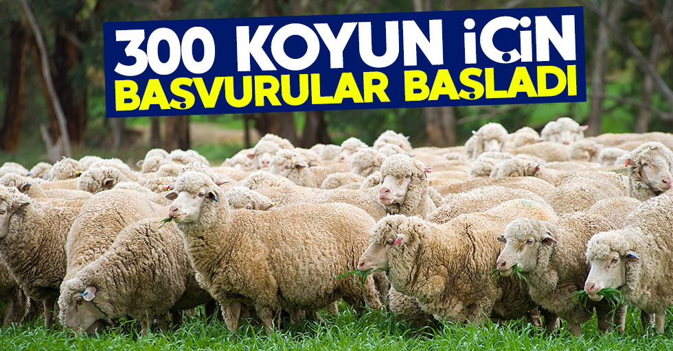 TİGEM 300 koyun desteği başvuruları başladı