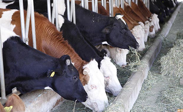 Et ve Süt Kurumu 60.000 sığır ithal edecek