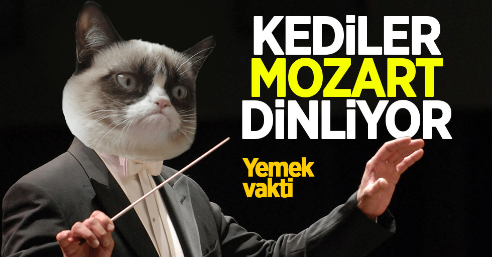 Samsun'da kediler Mozart dinliyor