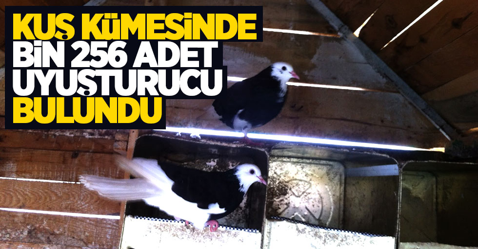 Samsun'da kuş kümesinde uyuşturucu bulundu